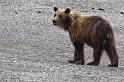 123 Turnagain Arm, Bruine Beer